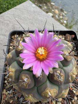 Preview: Thelocactus buekii